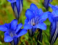 Good sized blue flowers